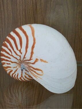 Tiger Stripe Nautilus Seashell Rare Stripe 5.5” x 4” x 2” White and Orange